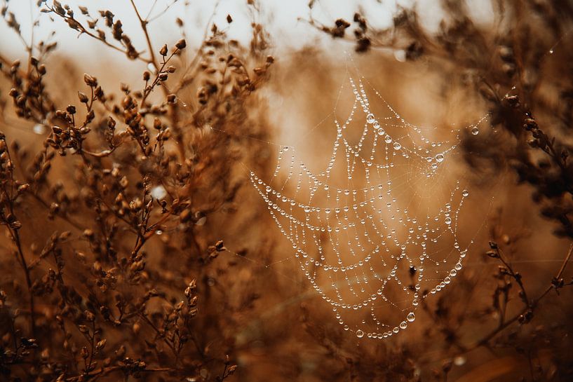 Spider web with raindrops by Yanuschka | Fotografie Noordwijk
