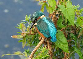 Ijsvogel van Loek Lobel
