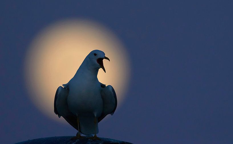 Stormmeeuw en de maan van Beschermingswerk voor aan uw muur