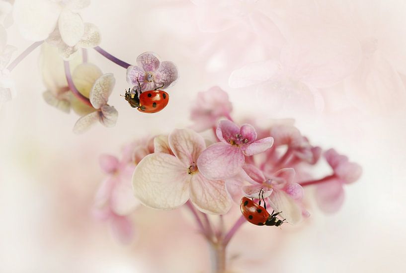 Flowers and ladybirds by Ellen van Deelen