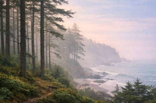 Coastal Forest in the Morning Mist