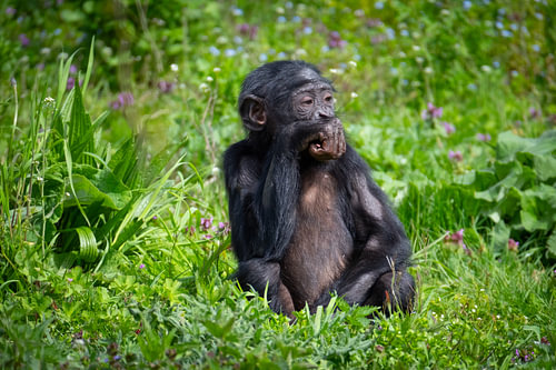 A chimpanzee staring into space