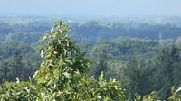 Uitzicht in de natuur op een bomentop vanaf het bos van Veluws thumbnail