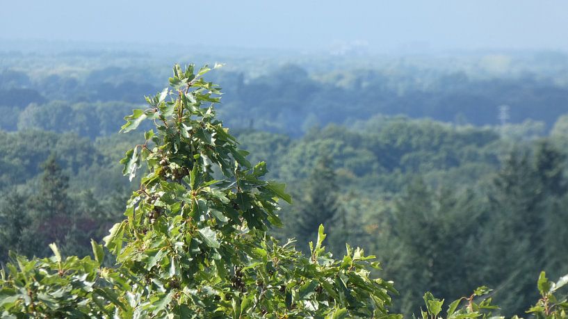 Uitzicht in de natuur op een bomentop vanaf het bos van Veluws