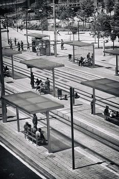 Wenn die Hitze aufsteigt: Ein Schatten zum Überleben