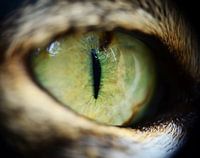 Kattenoog