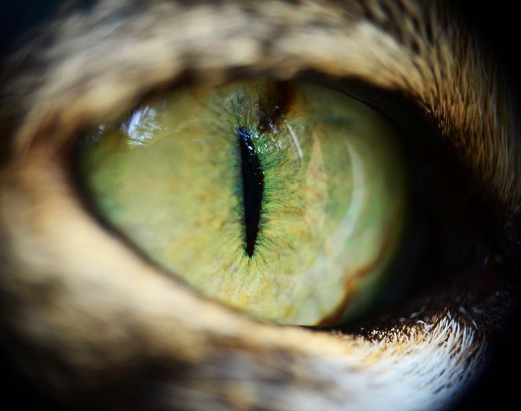 Kattenoog by Marije Lintveld
