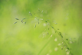 Green Green Gras of Home