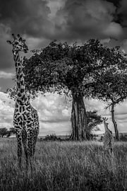 Wächter der Steppe — Masai-Giraffe, Serengeti von Exclusive Photos by Erwin Floor
