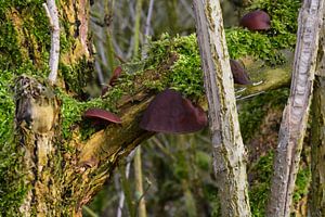 Pilz unter Moos