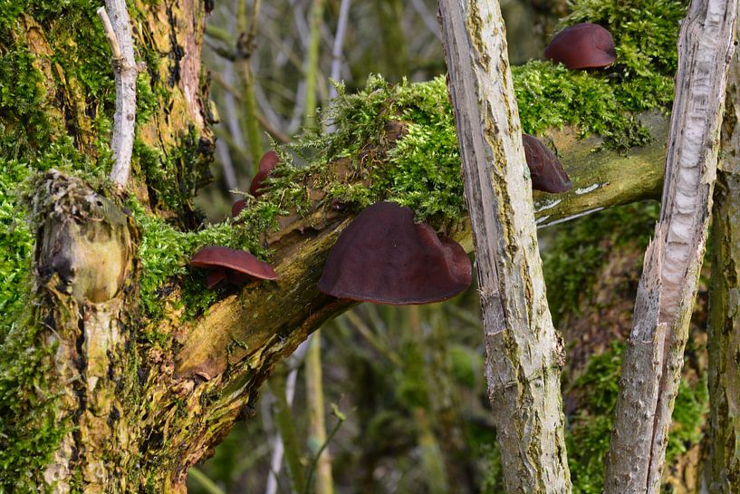 champignons parmi la mousse par FotoGraaG Hanneke