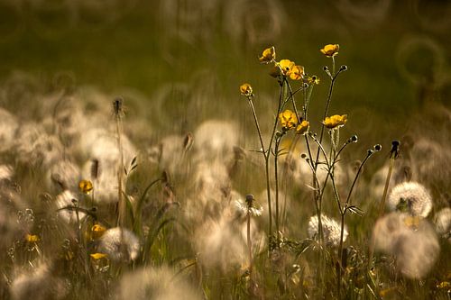 Boterbloemen in volle glorie