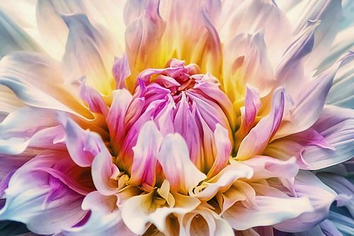 Dahlia in het licht - Close-up