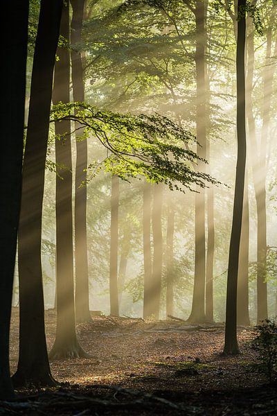 Zonnestralen op beukenblad von Theo Klos