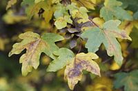 Autumn