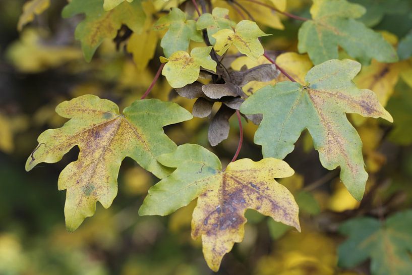 Herbst von Carel van der Lippe
