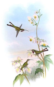 Mexicaanse afschuifstaart, John Gould van Hummingbirds