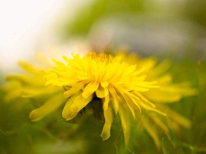 Yellow flower van Willy Backhaus