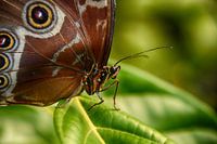 Butterfly of freedom and warmth