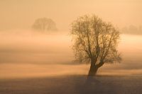 Boom in mist