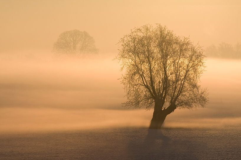 Boom in mist van Jelmer Reyntjes