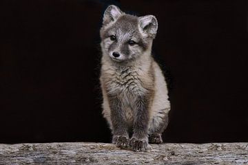 juvenile arctic fox by Kai Müller