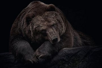 Brown bear on black background