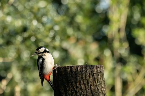 Clin d'œil coloré sur Marjoo