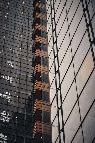 De hagedis II van Steven Plitz