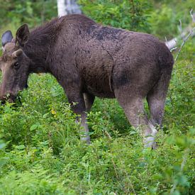 Eland in Zweden van Leon Versaevel