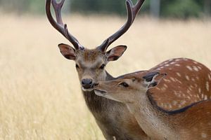 The fawn kiss