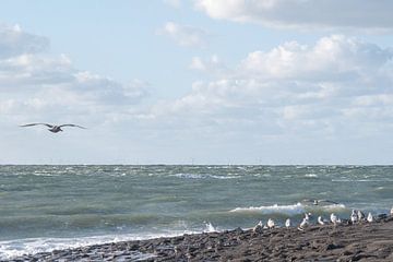 Seagulls / North Sea by Photography art by Sacha