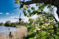 The old mill in the Betuwe landscape