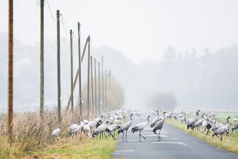Crossing cranes by Danny Slijfer Natuurfotografie