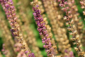 Uitgebloeide bloemen salie