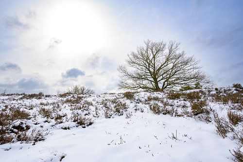 Winterlandschap met een eik op de hei