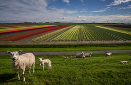 Schafe und Tulpenfelder bei Kloosterburen, Groningen