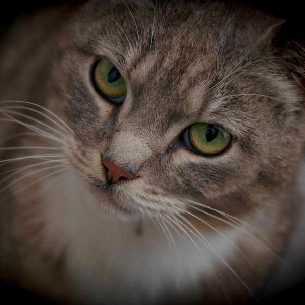 Domestic tiger II by Kirsten Warner