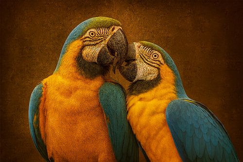 Ara Blauwe Geelvleugelara’s – Warm Verbonden