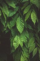 Green leaves nature in Utrecht, the Netherlands