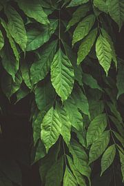 Green leaves nature in Utrecht, the Netherlands by Lisanne Koopmans