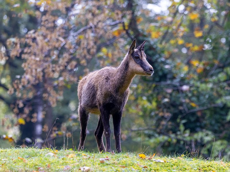 A chamois in autumn by Teresa Bauer