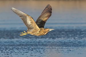 Rohrdommel im Flug