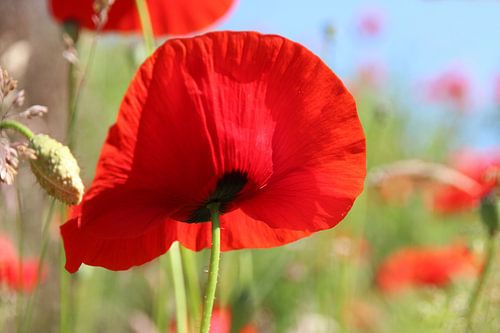 Klaproos - Papaver - Rood