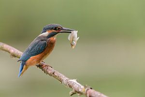 Eisvogel mit frisch gefangenem Fisch