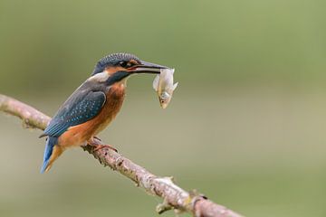 Kingfisher with just-caught fish by Martin Bredewold