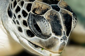 Green Turtle, Quiet Gaze