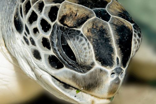 Grüne Schildkröte, ruhiger Blick