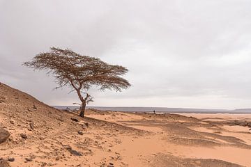 Eenzame boom in de Sahara