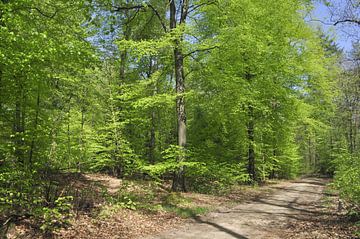 Bos in het voorjaar van Corinne Welp